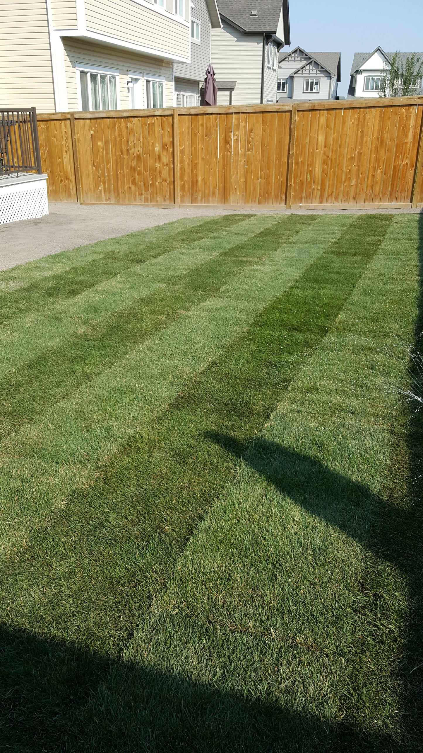 Fresh Sod